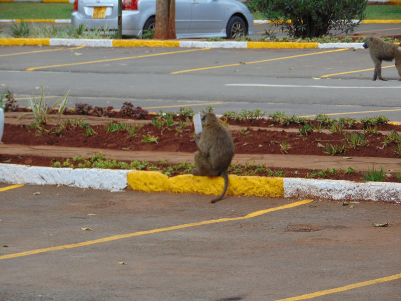 Baboons