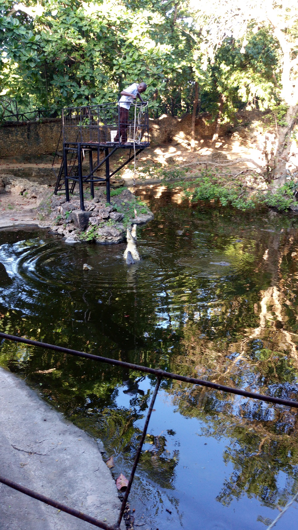 Feeding Crocodiles