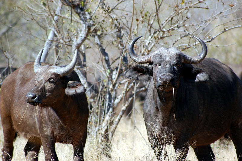 Cape Buffalo