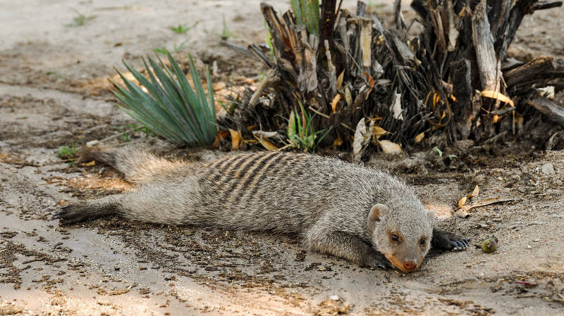 Banded Mongoose