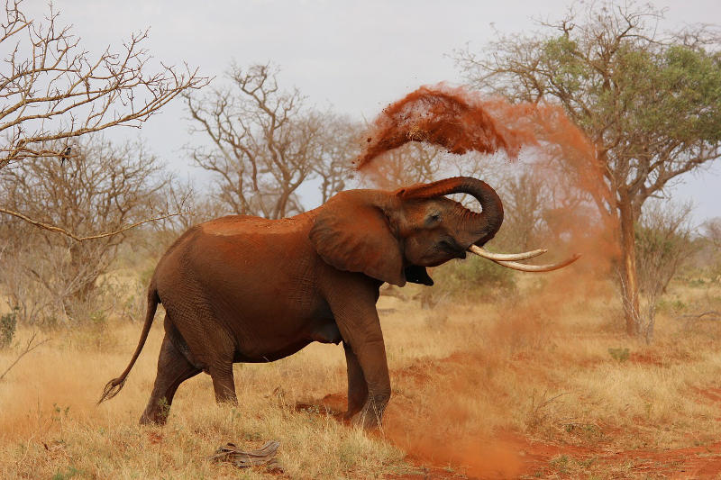 Elephant in Kenya