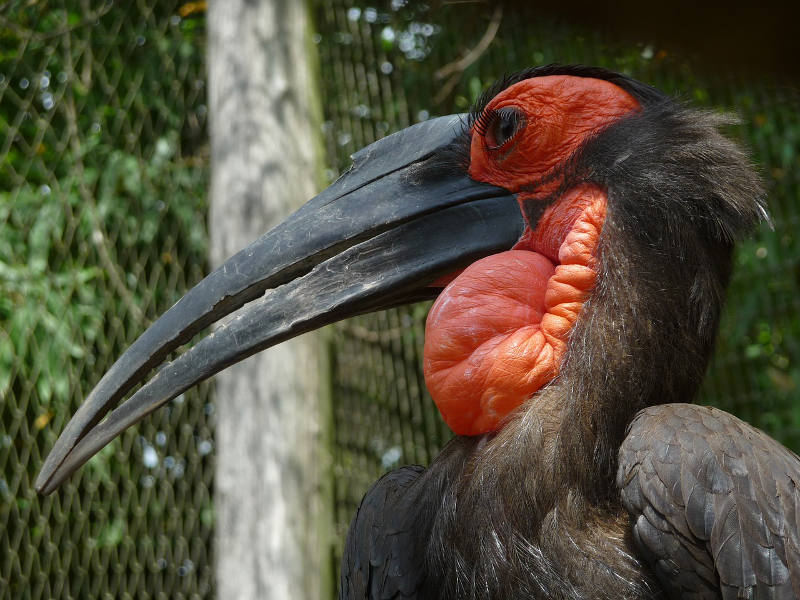 Hornbill