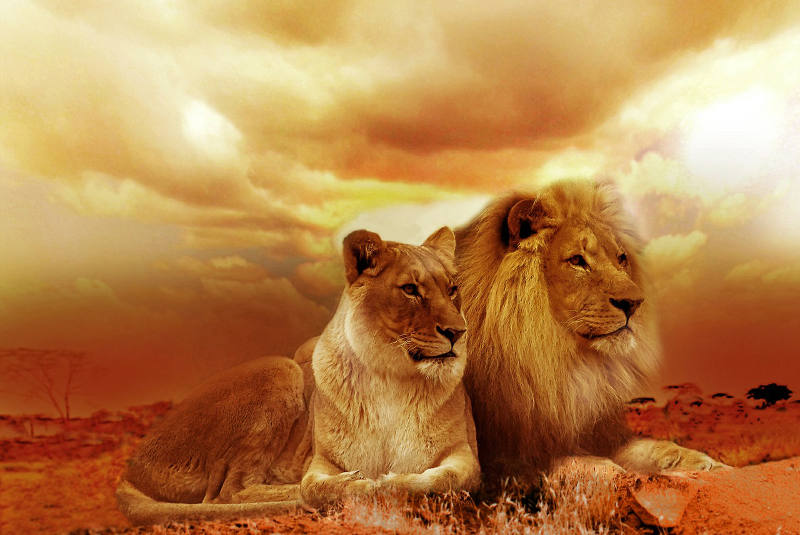 Love Lions