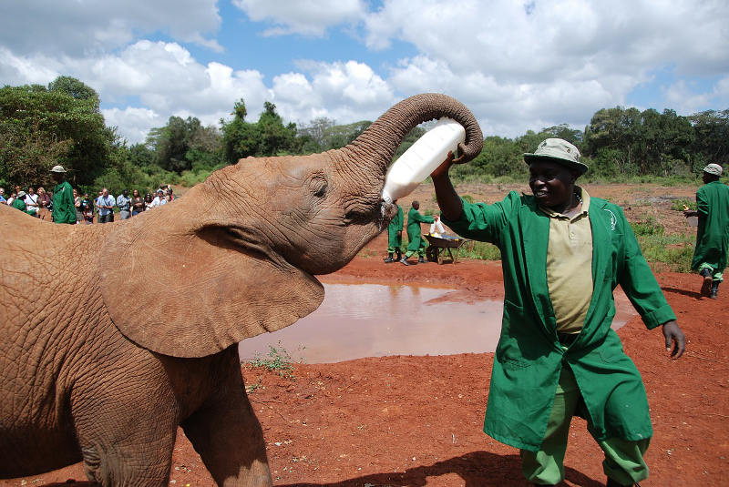 David Sheldrick Wildlife Trust