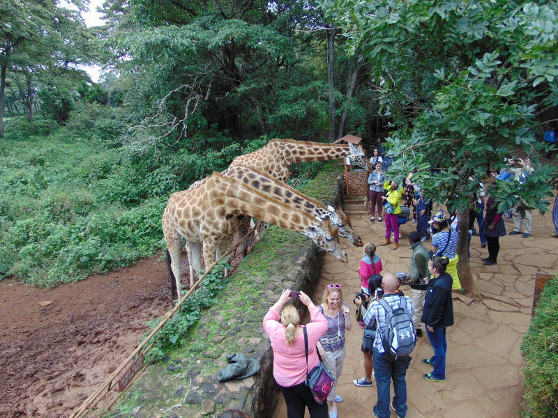 Nairobi Giraffe Center