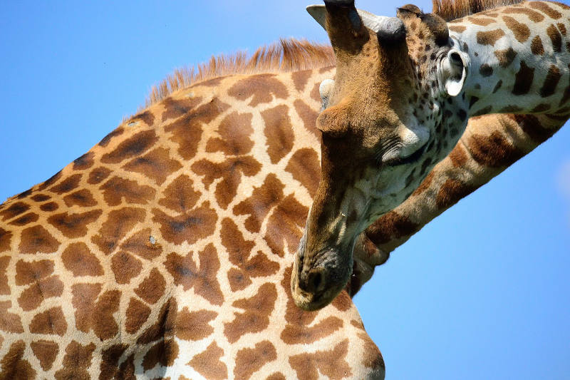 Nairobi Giraffe Centre