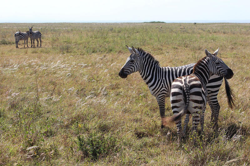 Nairobi Safari