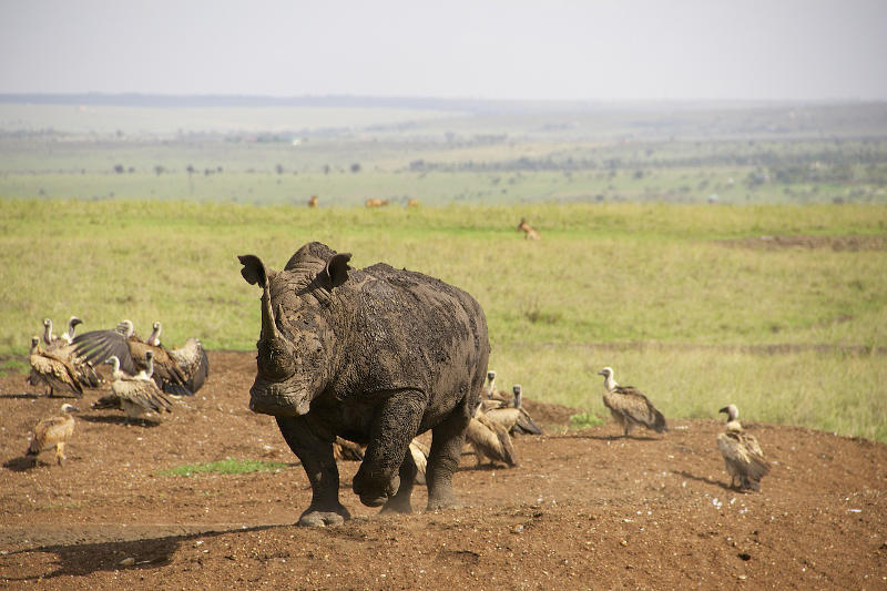 White rhino