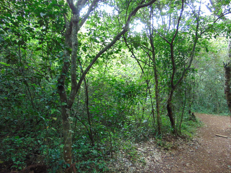 Nature Trail