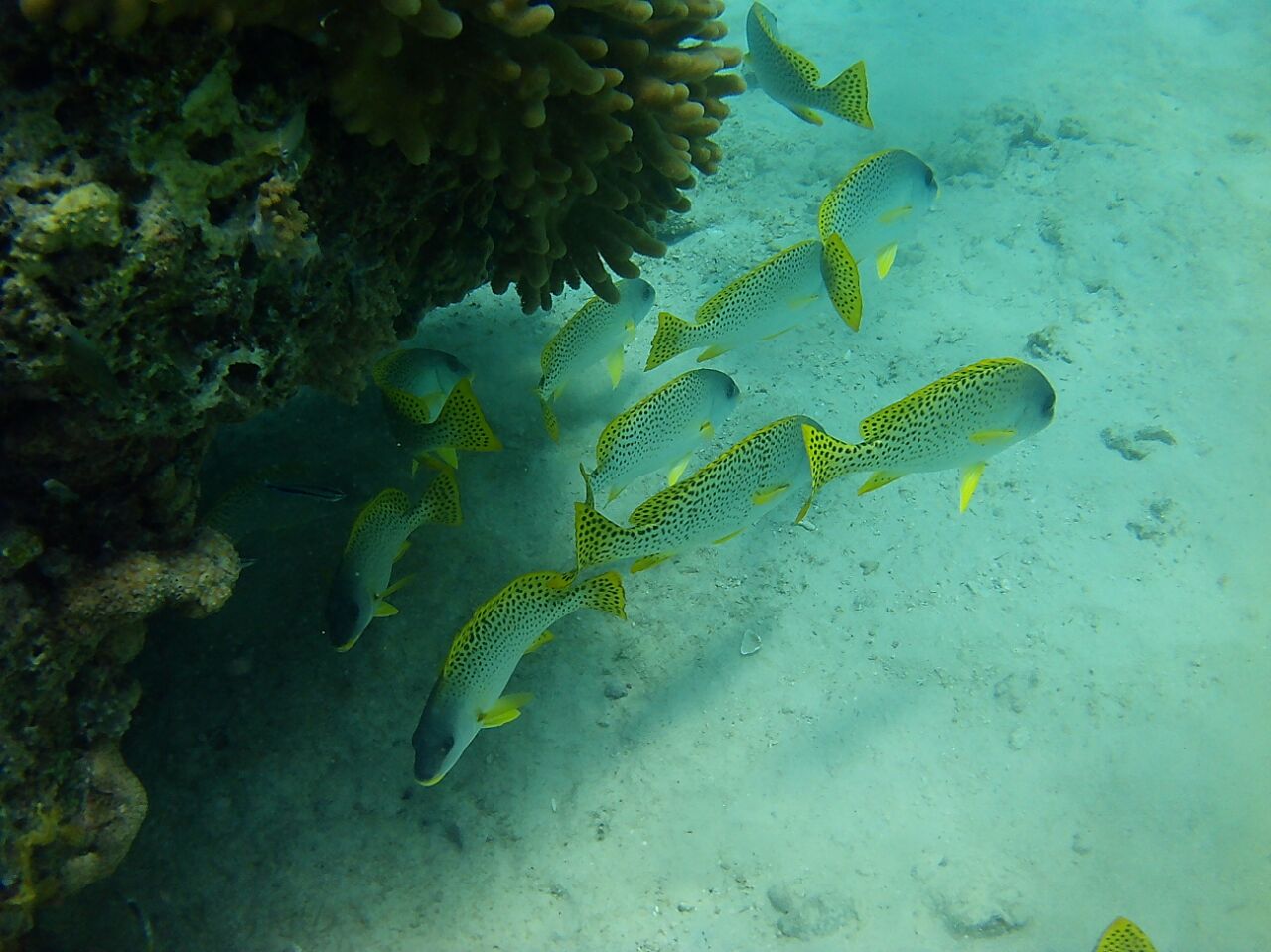 Golden Yellow Shoals of Fish Enjoying their Coral Habitat