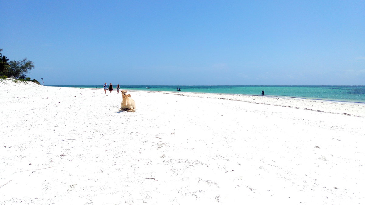 Camel on the Beach