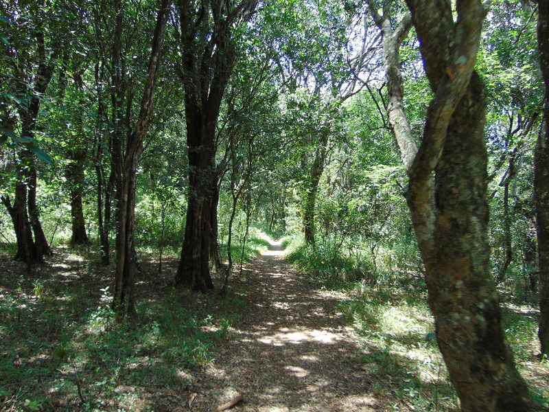 Nairobi Forest