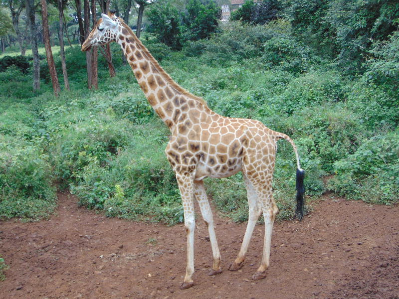 Giraffe