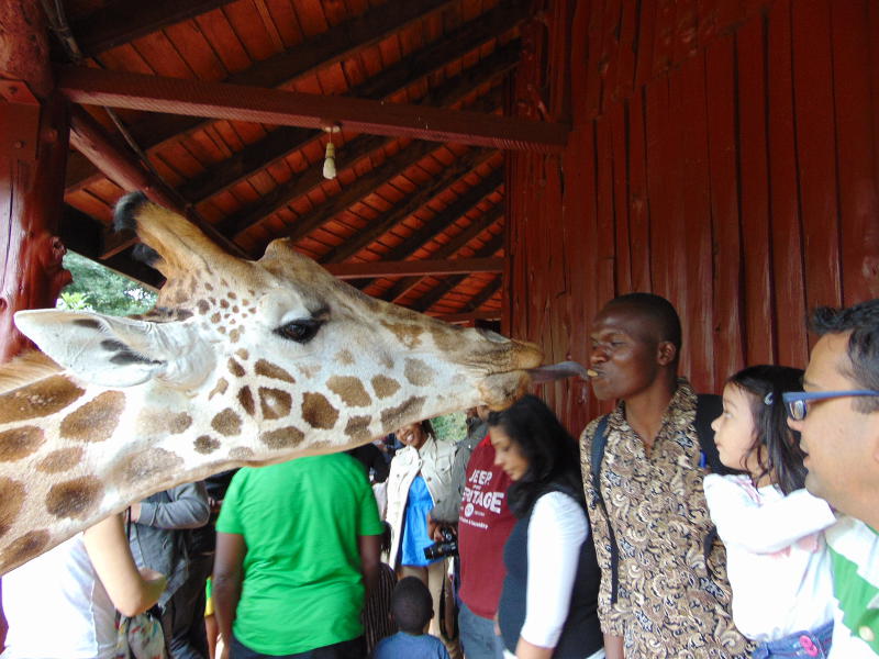 Giraffe kissing