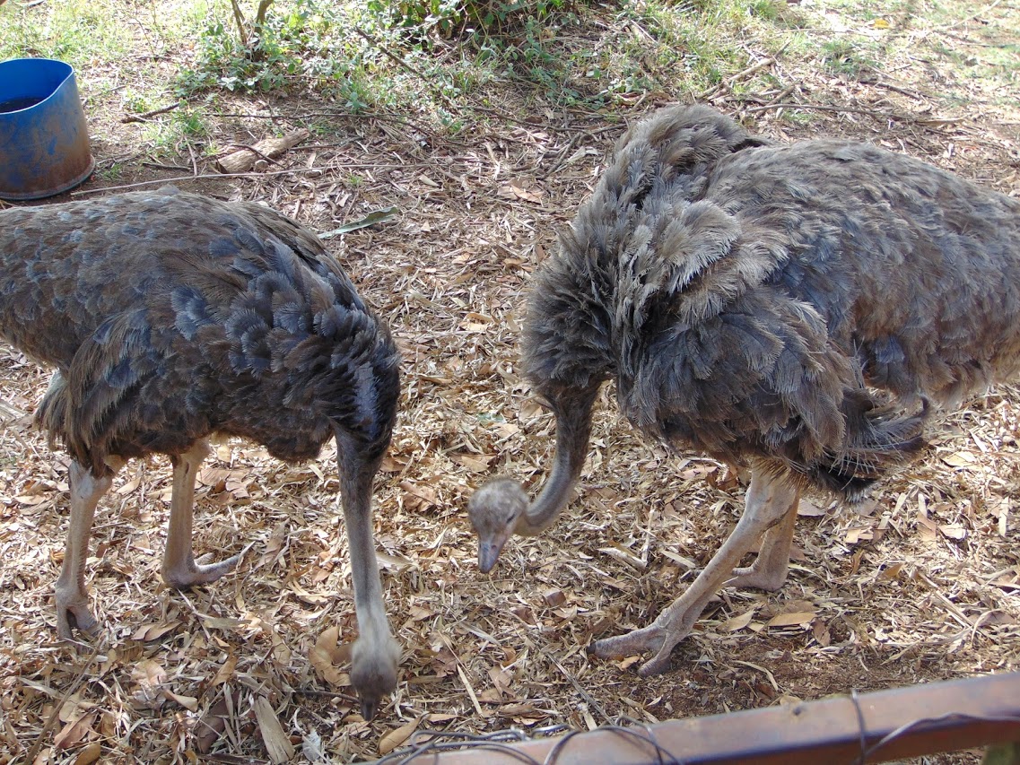 Ostriches