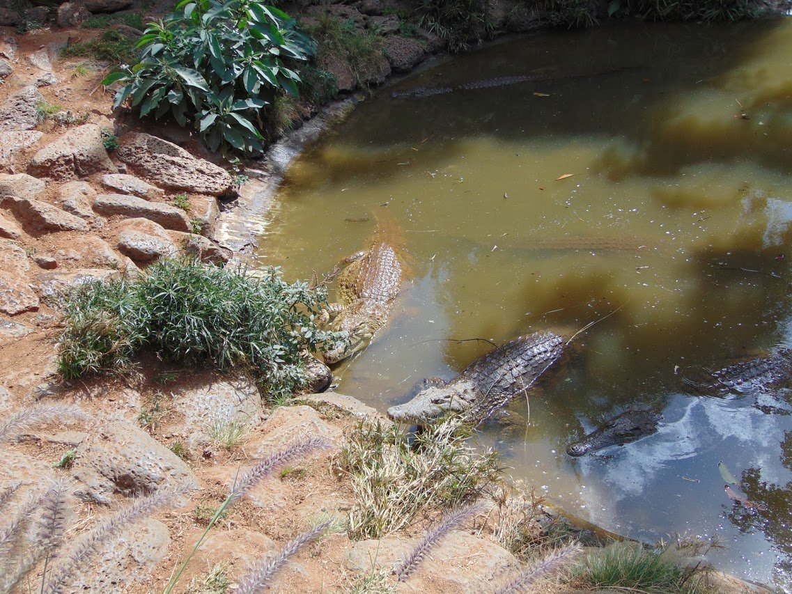 Nile Crocodiles