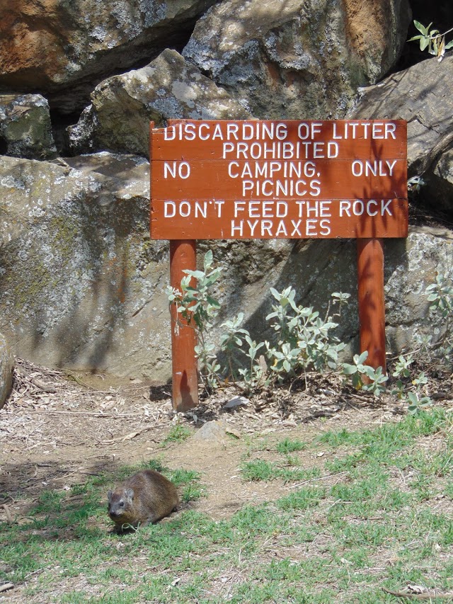 Rock Hyrax