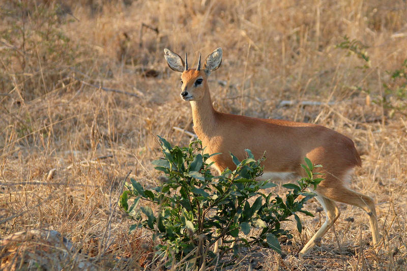 Steenbok