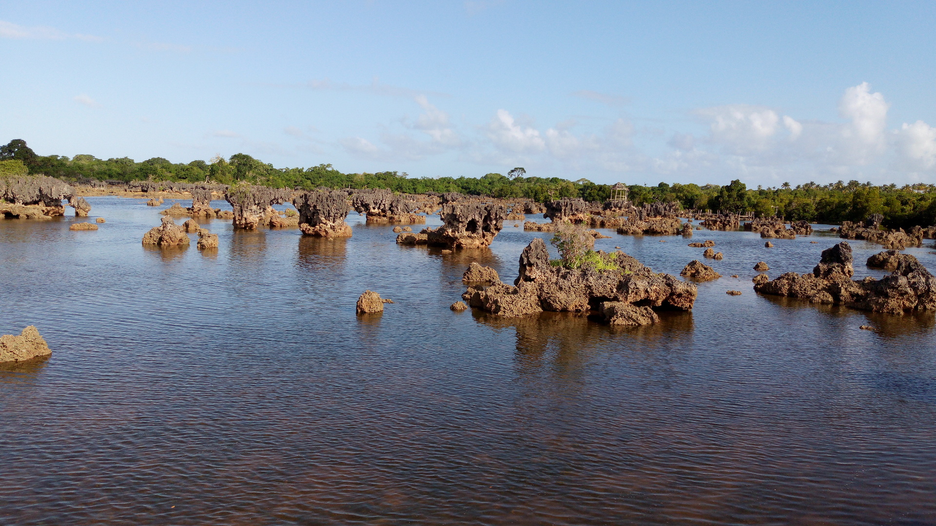 Beauty of Coral Gardens with Backdrop of Mangrove Forest